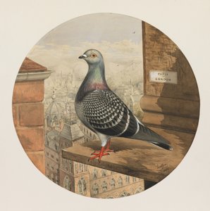Gołębie pocztowe, Paryż do Londynu, 1880 r.